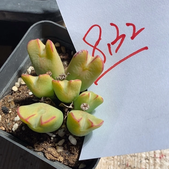 天****8132一个一个一个