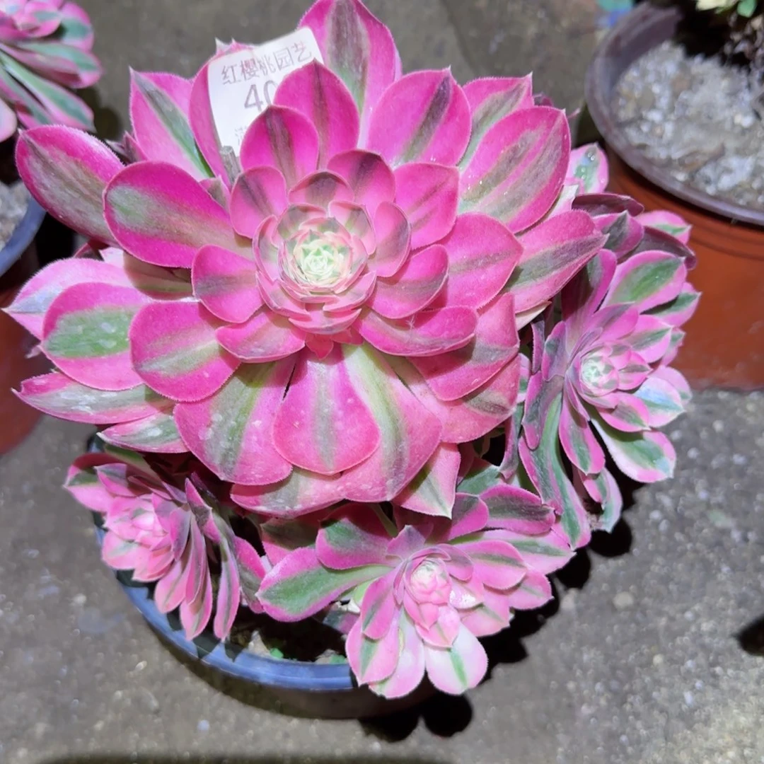 粉女巫法师多肉400