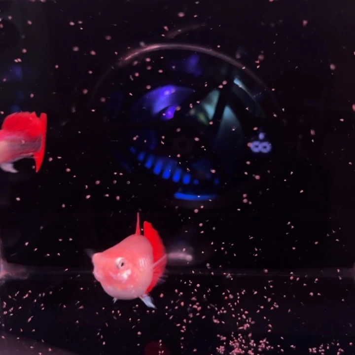 孔雀鱼黄暴球种鱼1对