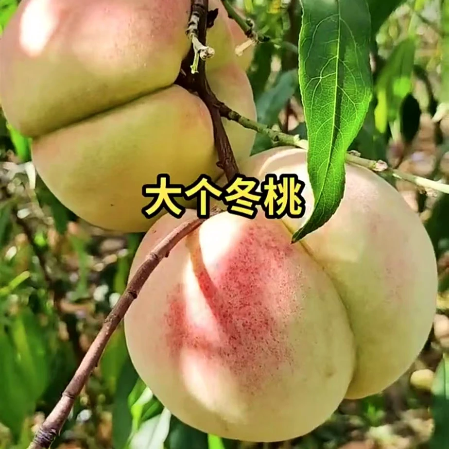 牧尘新品种黄水蜜桃血桃冬桃树苗挑苗果树苗果苗嫁接盆栽地栽南方