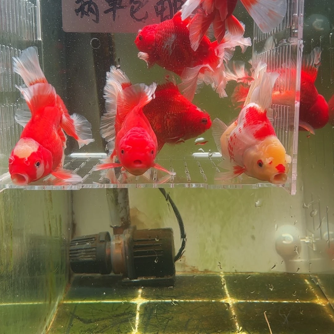 金鱼百褶泰狮亚成10
