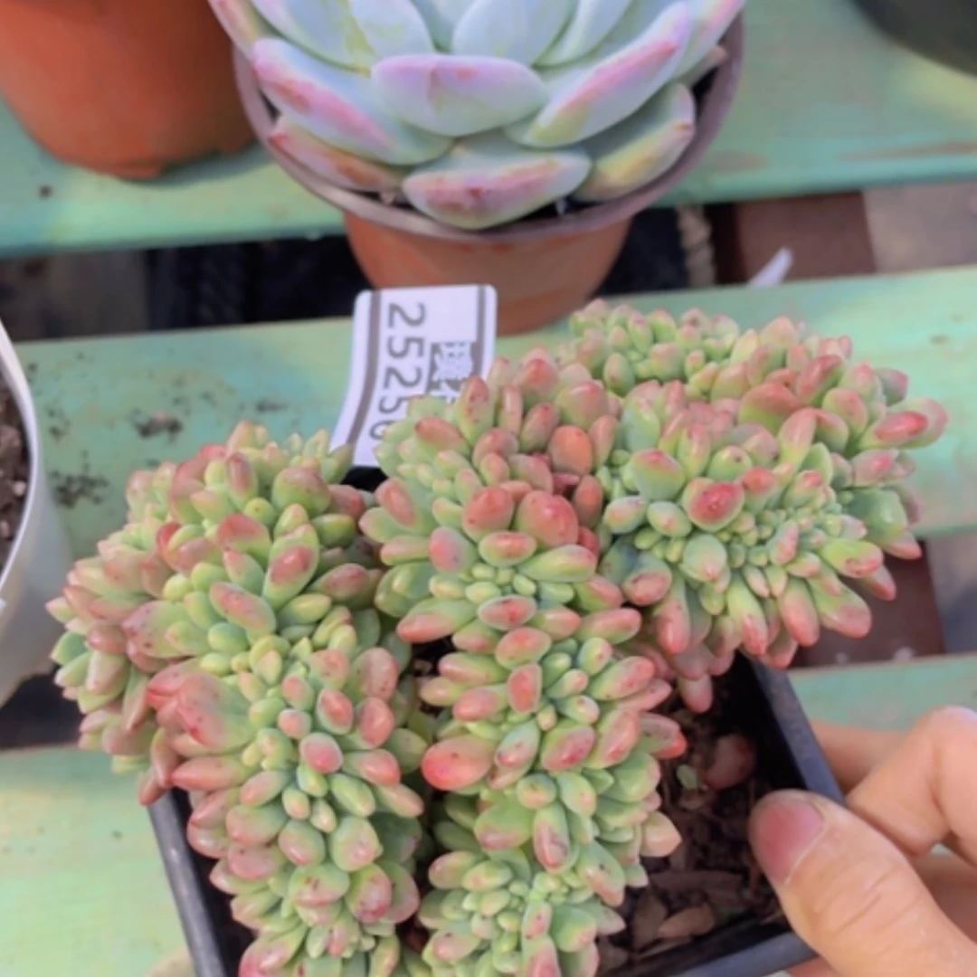 【闪购商品】香奈儿缀25256