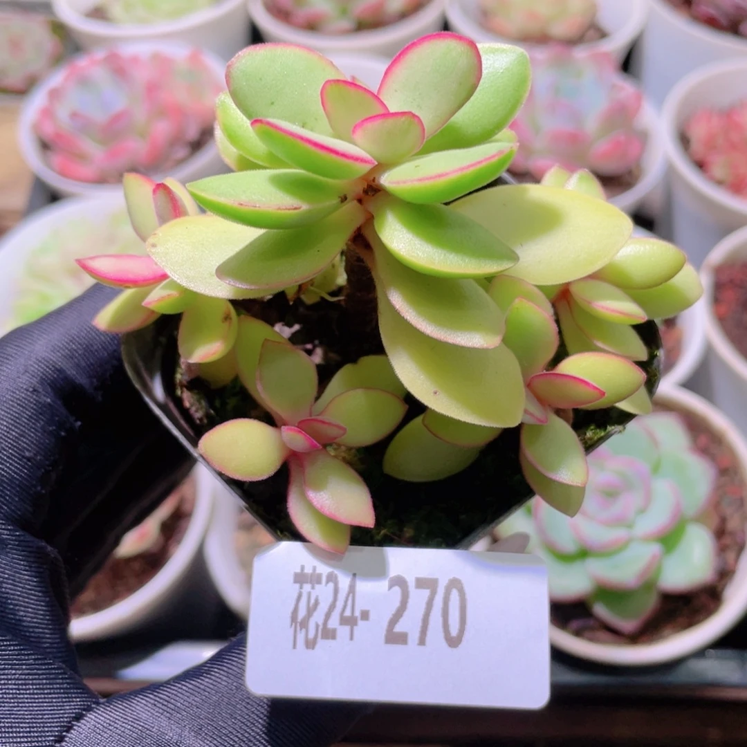 花利美24-270糖果锦