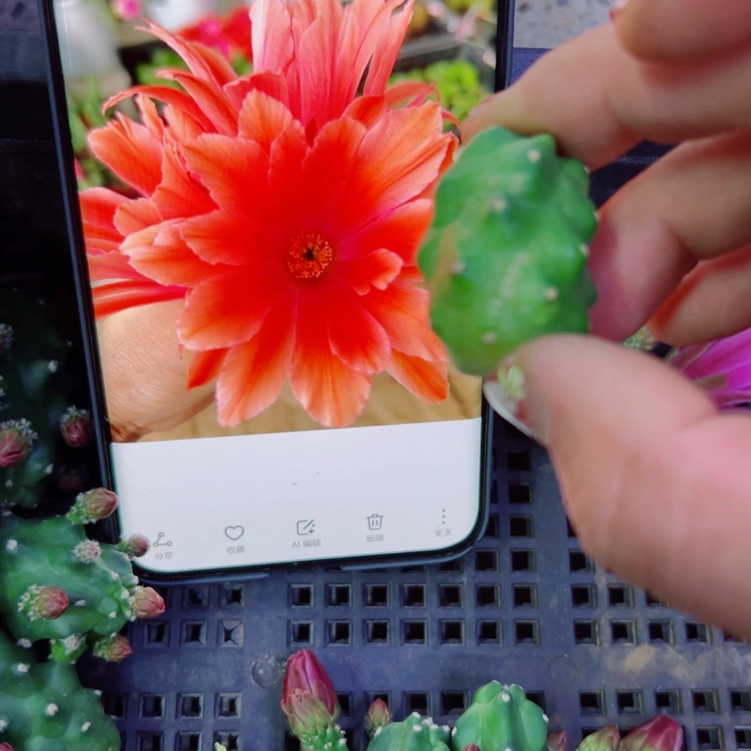 下3红水仙软2个无根侧芽2一3公分左右20包邮