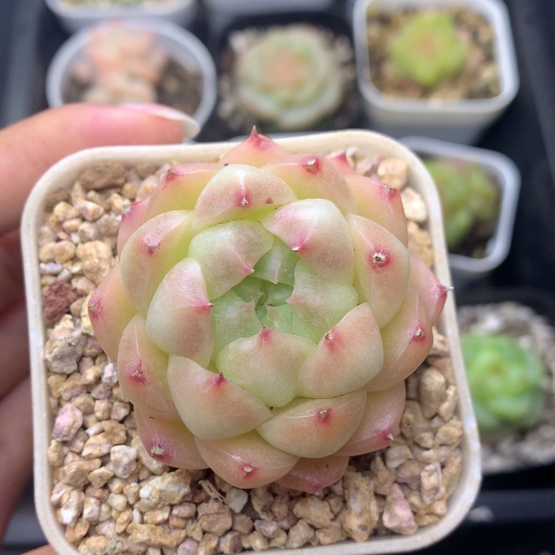 58包邮  群生不包整 45