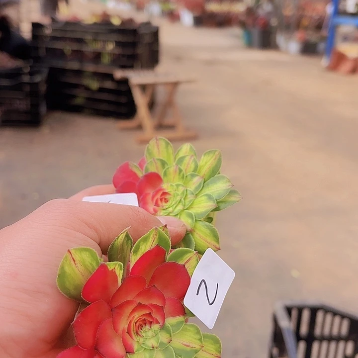 人**味2-3多肉植物植物植物