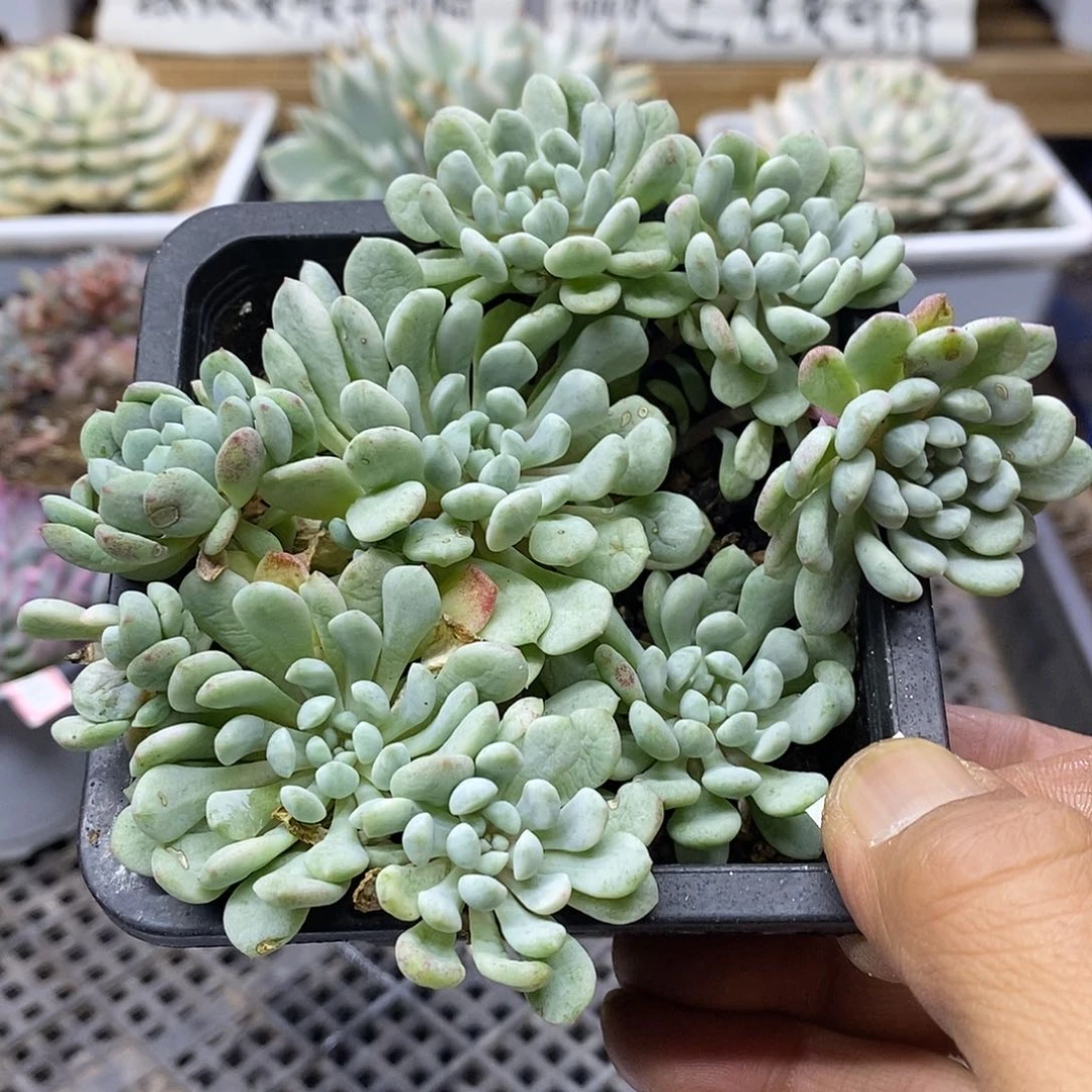 26122 福利小红蛋锦自然群 不售后