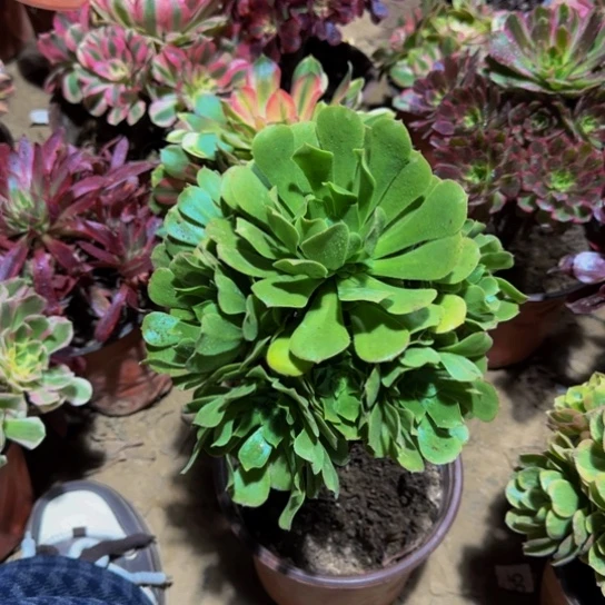 绿玫瑰9.9多肉植物