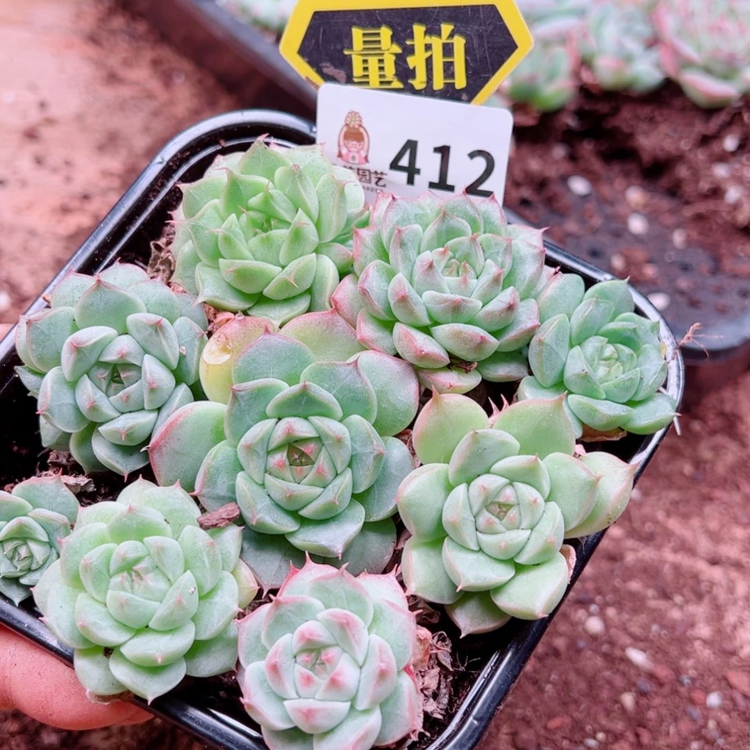 多肉植物多肉植物