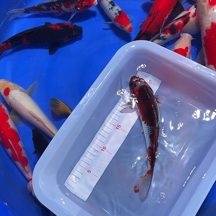 海水锦鲤的繁殖方式