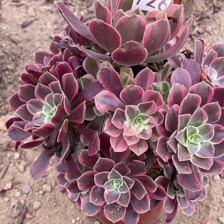 无花朵726多肉植物金丝雀