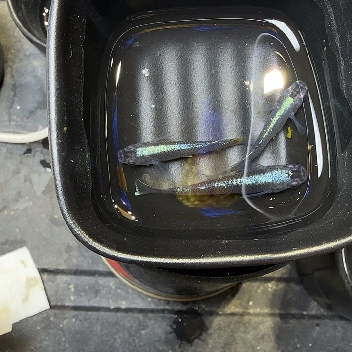 青鳉鱼18号拍亲歌舞姬