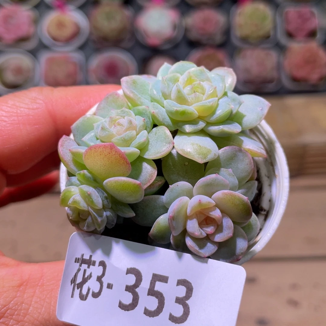 花利美3-353凝玉玫瑰