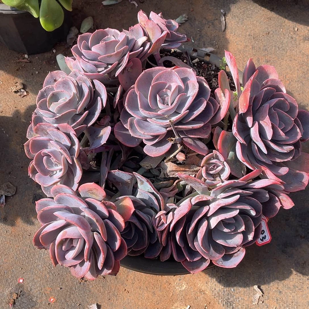 183尘埃玫瑰 一物一拍多肉