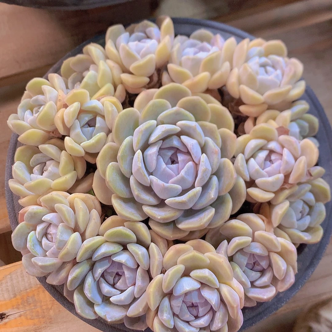 汉堡捧花多肉一物一拍