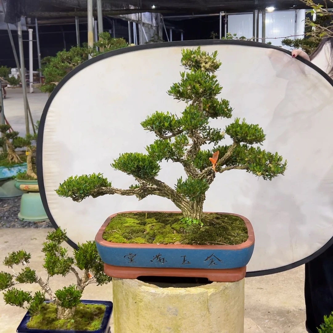 四季常青老桩黄杨盆景