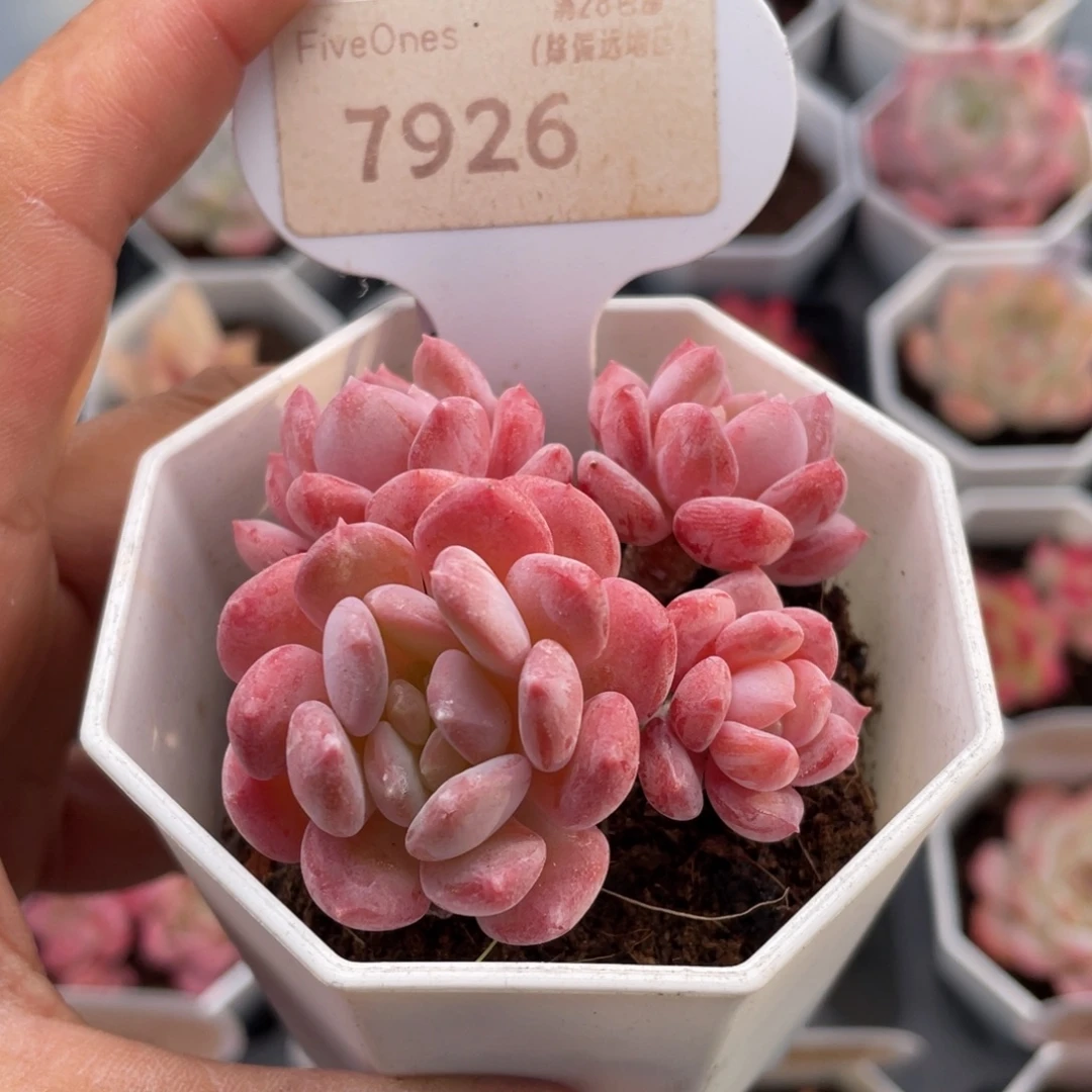 水晶琥珀7926-6.0厘米