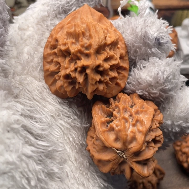 深***）核桃41尺秦岭野生大花