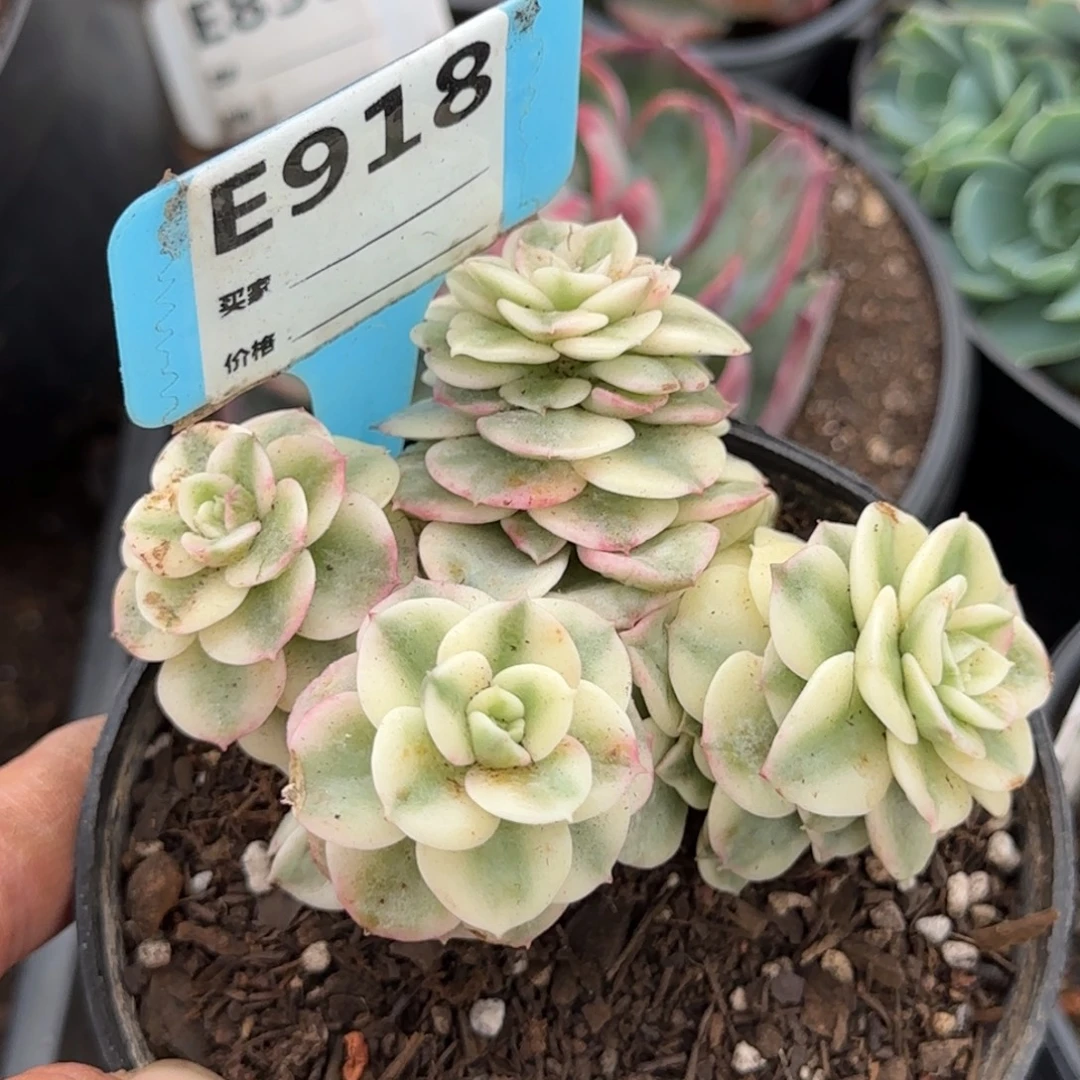 蓝特册锦惊鸿一物一拍包装收缩花旱