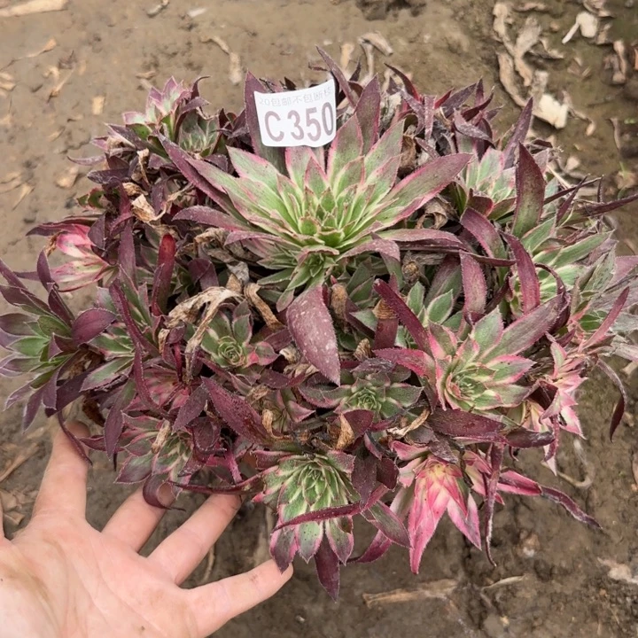 朱雀……多肉植物……
