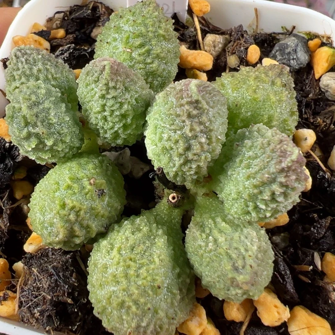 w丸叶翠绿石多肉植物