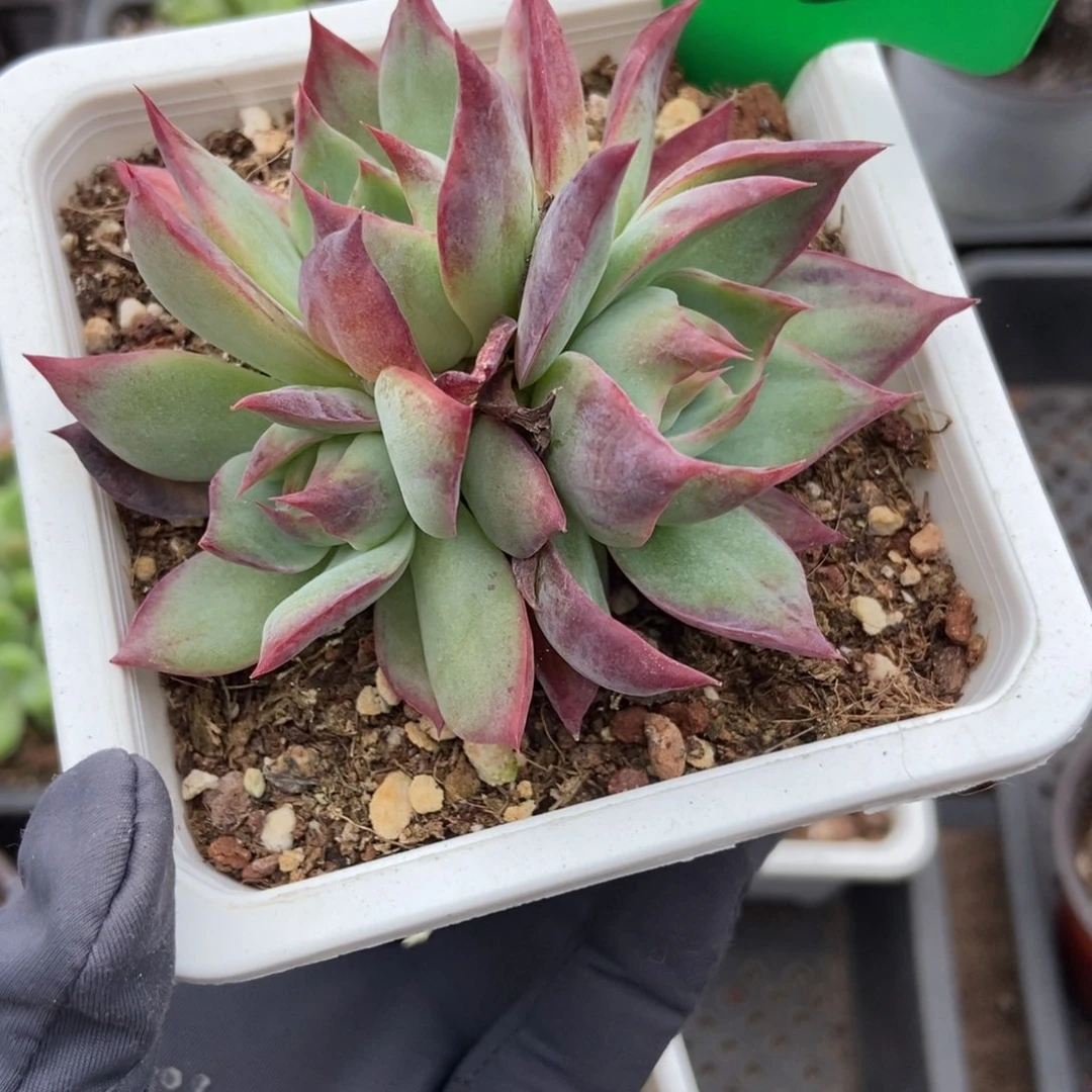 665惊鸿仙子多肉植物多肉