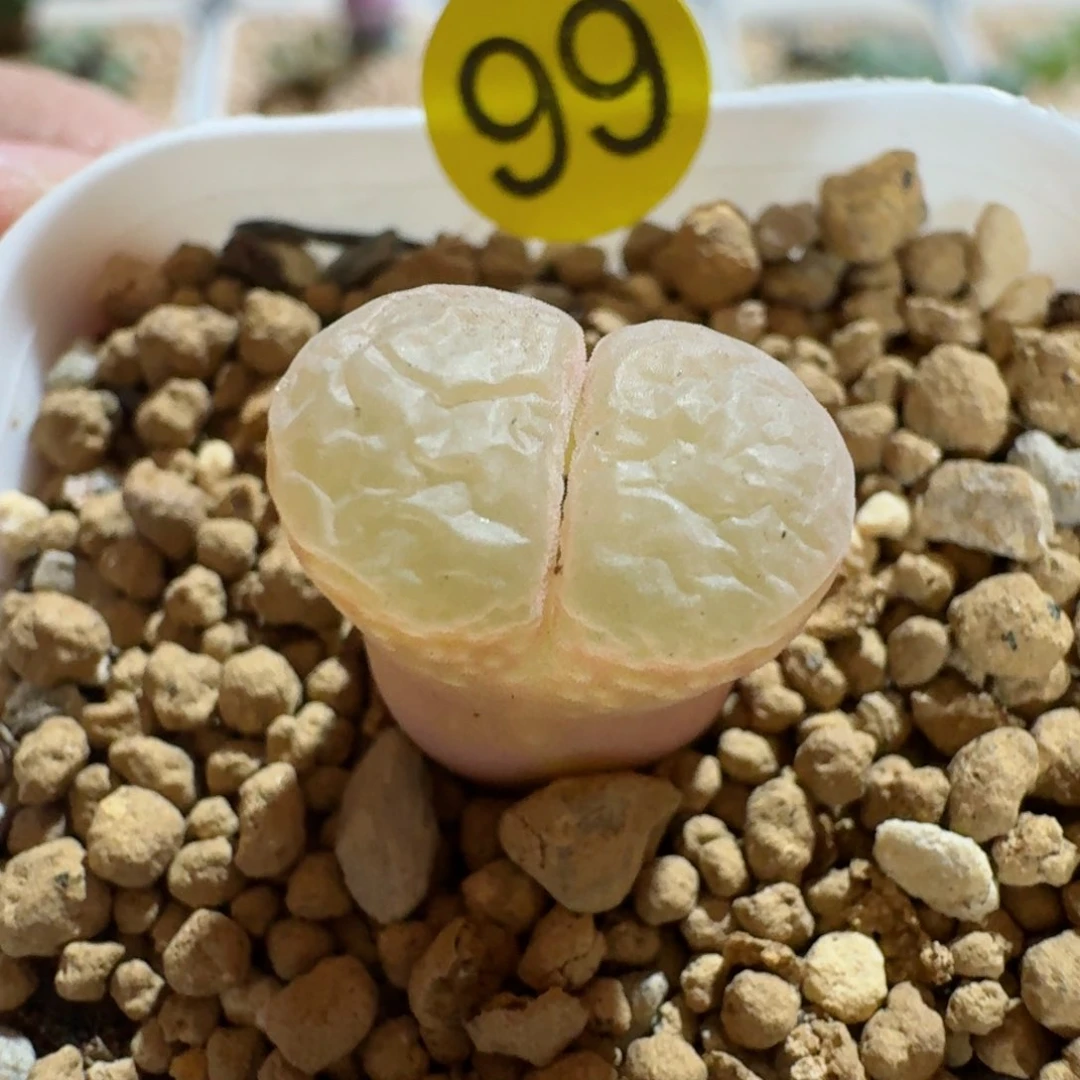 泡*啊99.......多肉......