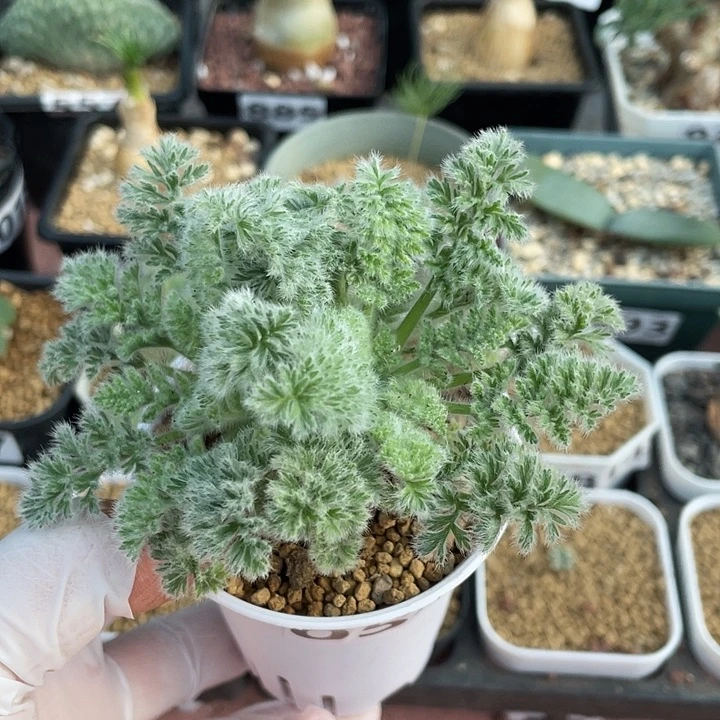 054羽叶杨葵块根，