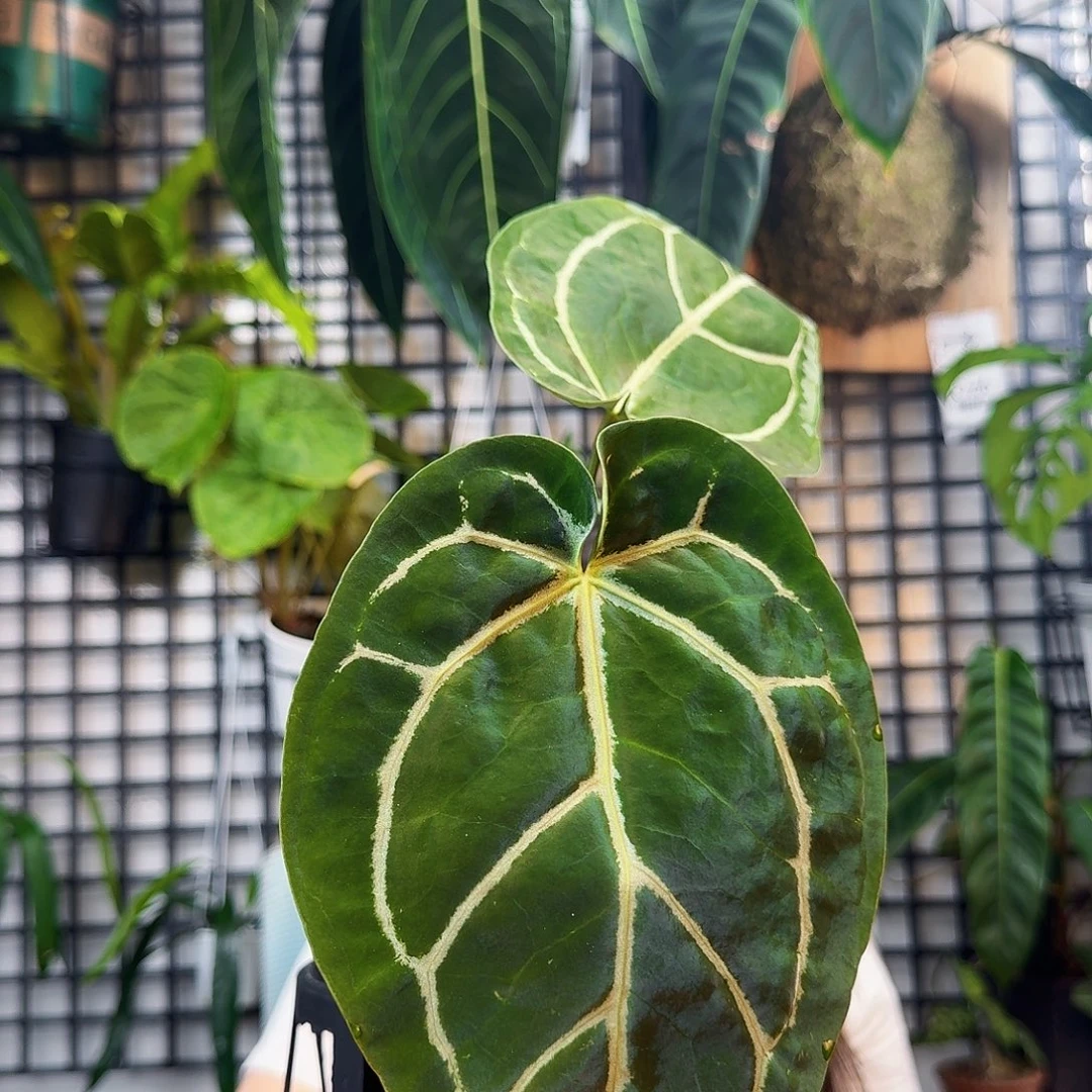 吕***宝无花朵一物一拍X110