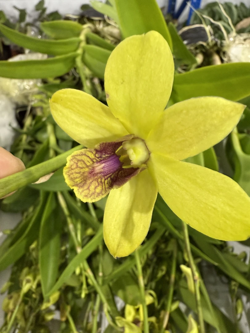 黄玉 【秋石斛】黄色花（带香味）紫红色舌唇 好养花期长云南鲜花绿植