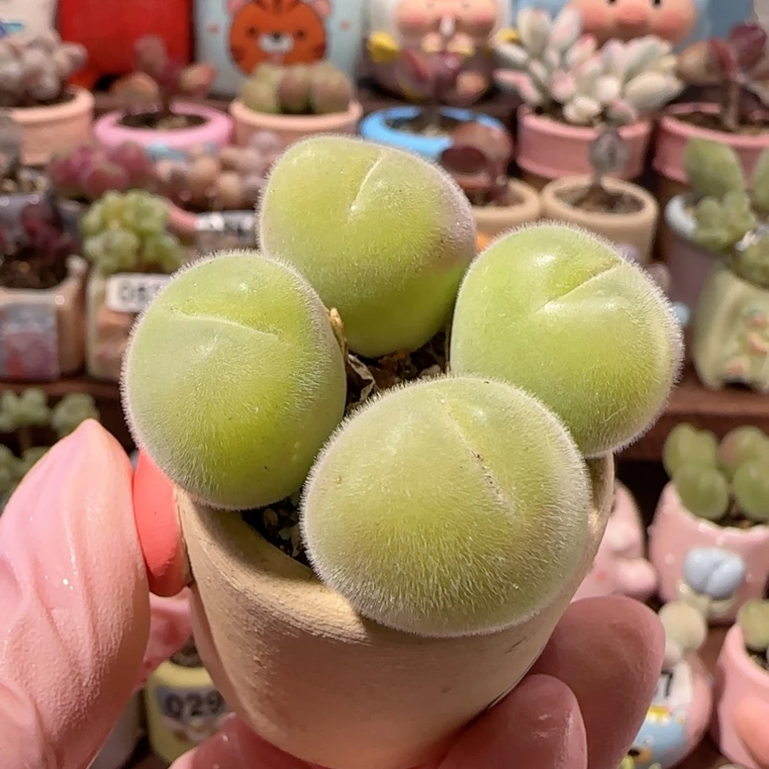 T肥肥毛翠滴盆口2.5cm