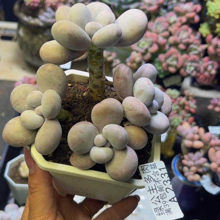 水光针2331/9cm多肉