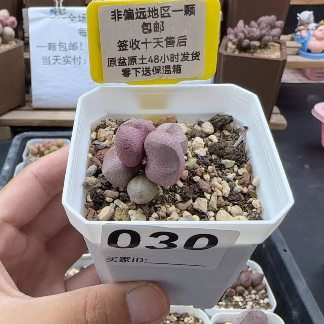 030粉红哈密瓜多肉