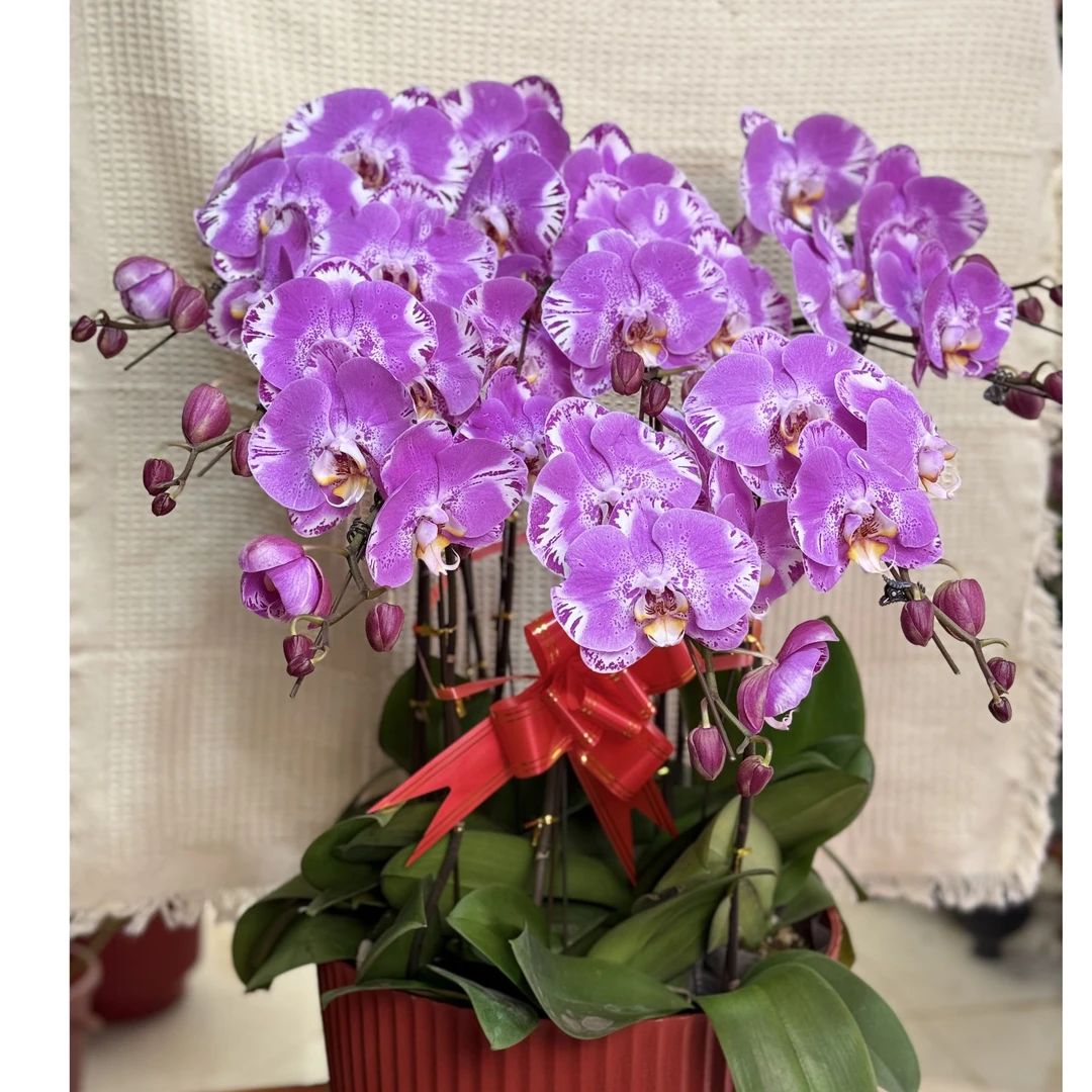 藏宝图蝴蝶兰年宵花