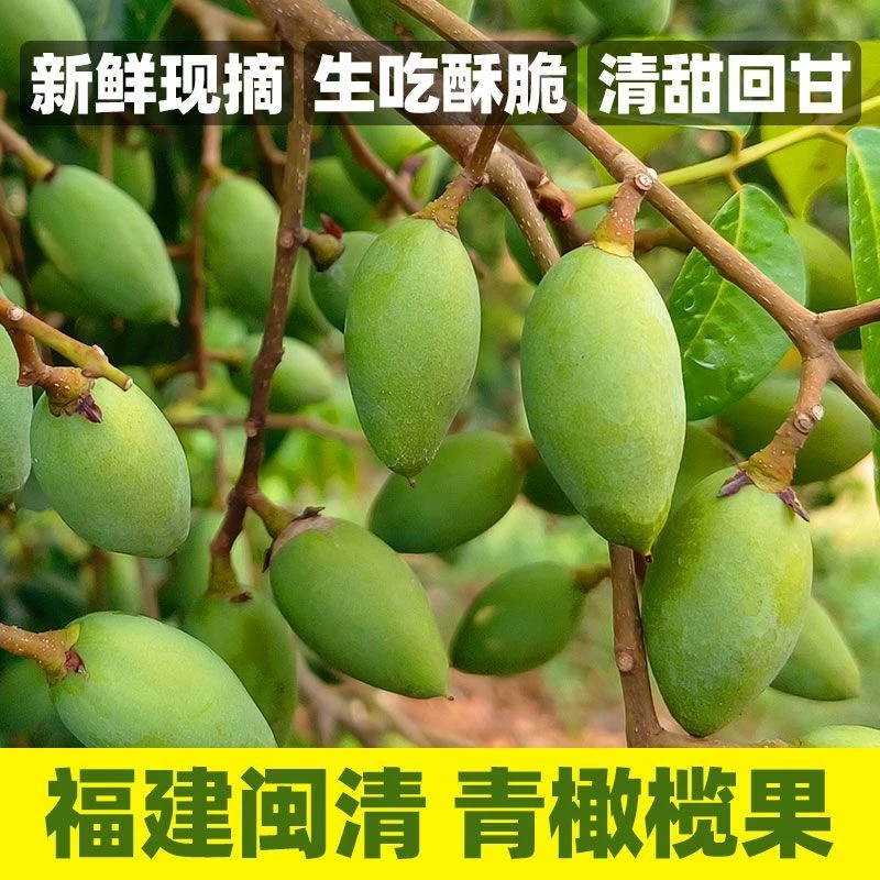 【闽清特产橄榄】现摘新鲜上市原味青橄榄现发煲汤泡酒煮汤鲜果