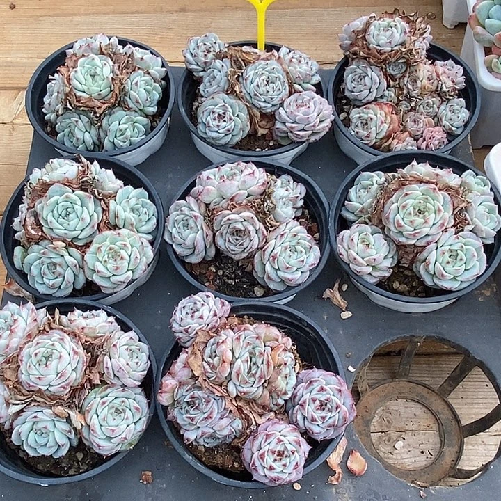 金汇园艺，团天鹅绒福利