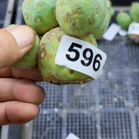 596兰皮一物一图如图