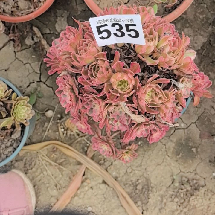 535红铜壶花花外卖