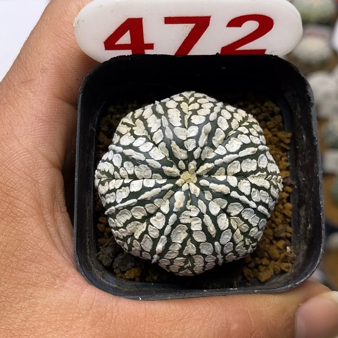 472福利特价啦来咯福利