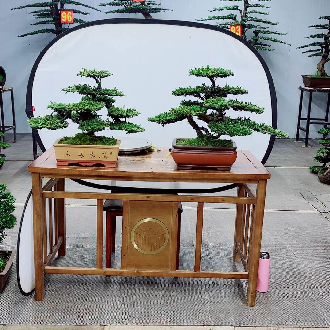 无花朵精品盆景一物一拍