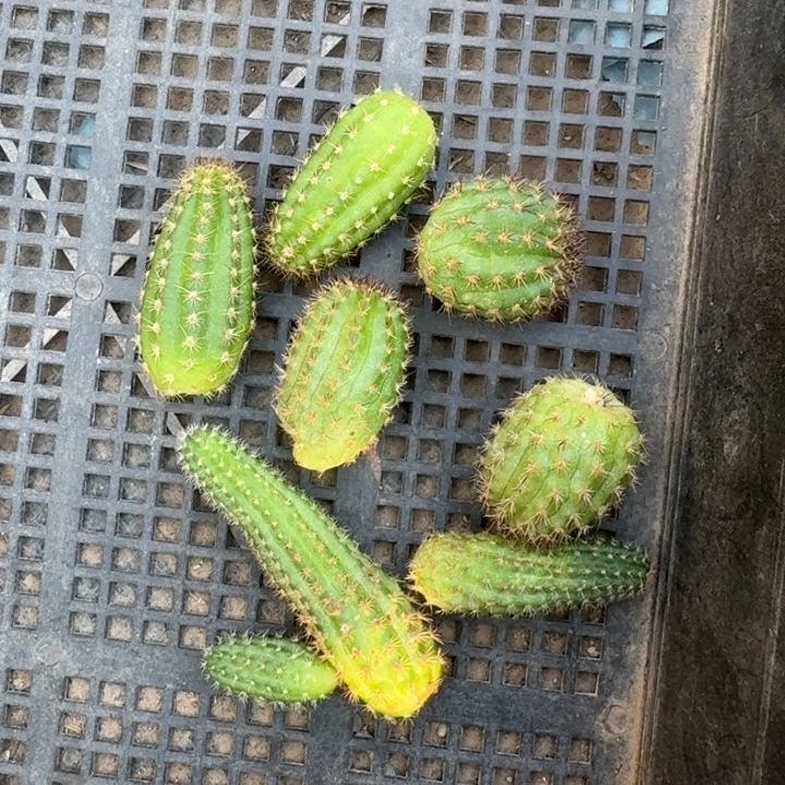 231混白檀一组无根侧牙小，20包邮