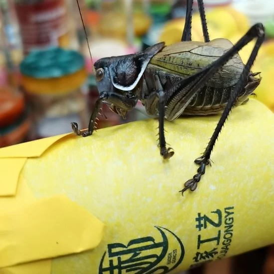 德***孤郝建伟大包蝈蝈精品