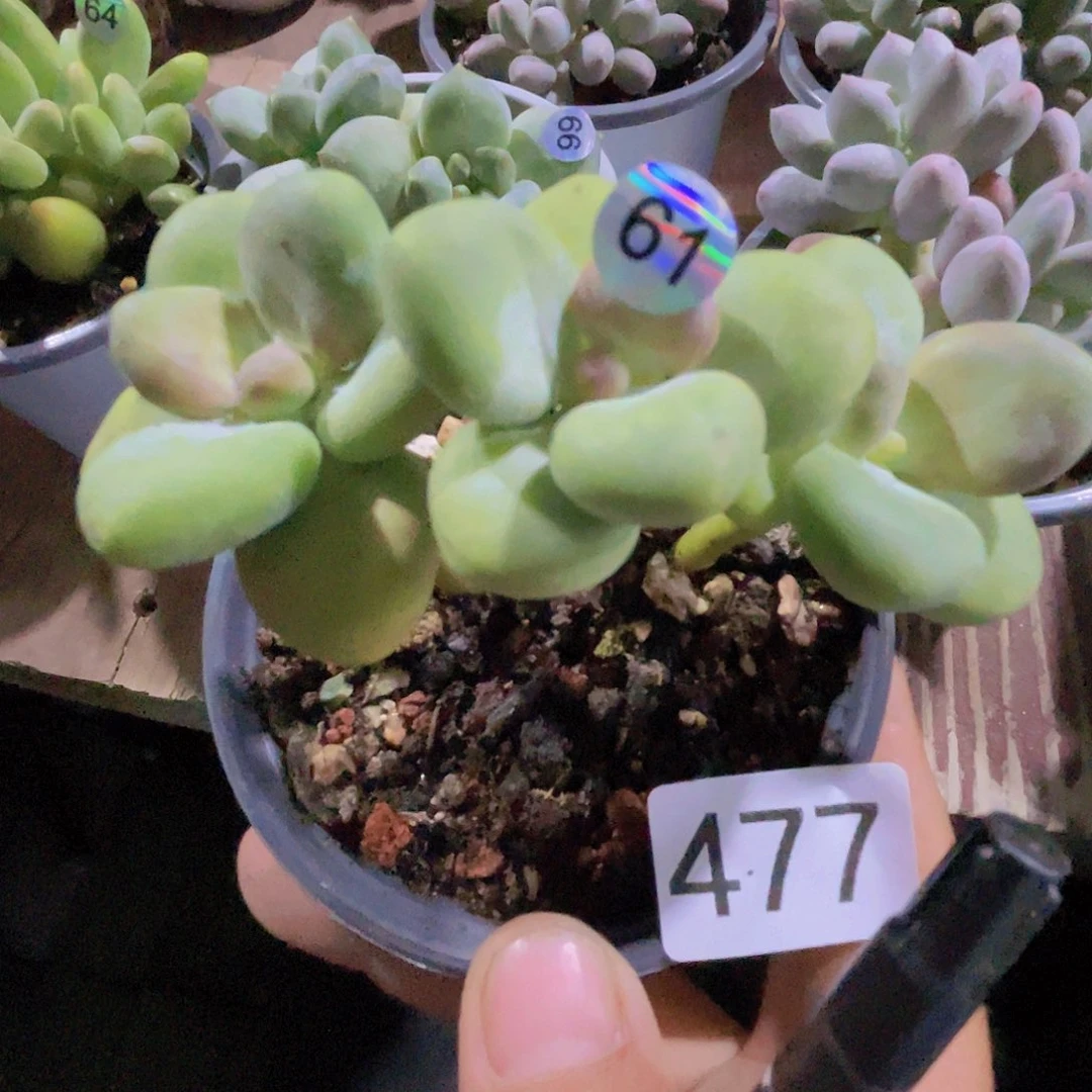 芒果奶酪芒果奶奶