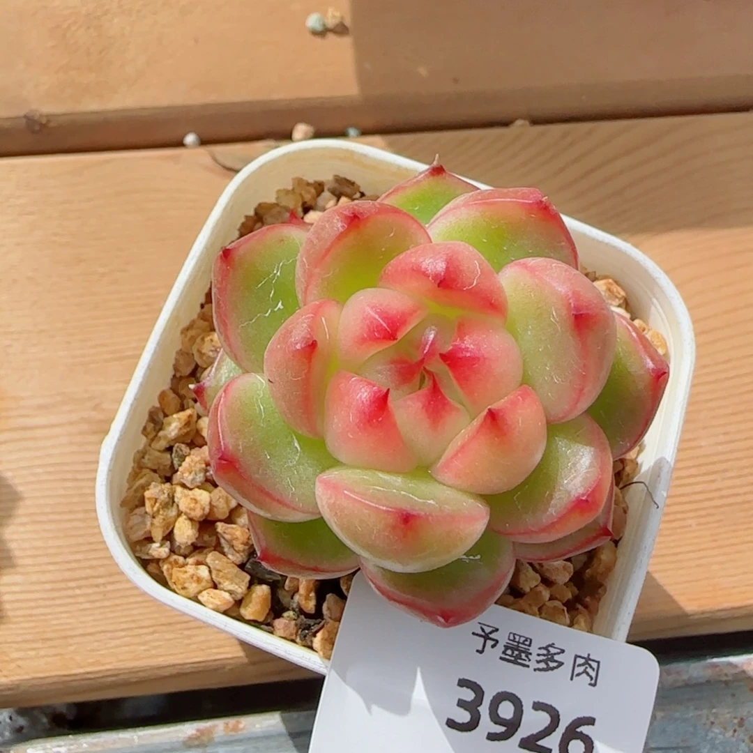 空灵珍妮，3926多肉植物