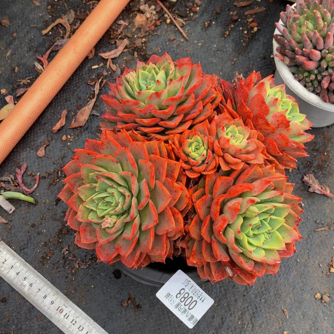 晨**散0088贝拉多娜多肉