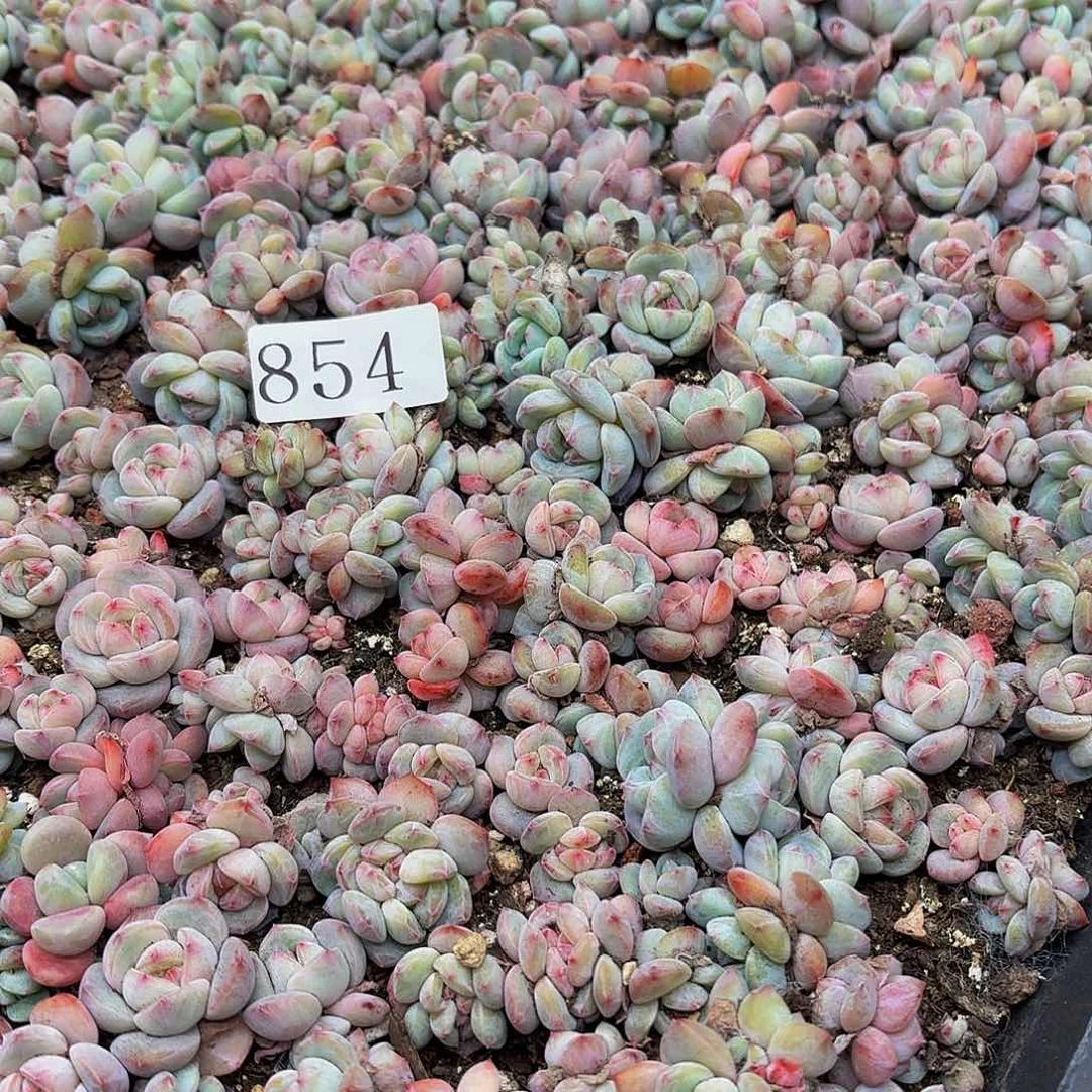 记****哦多肉植物多肉植物854