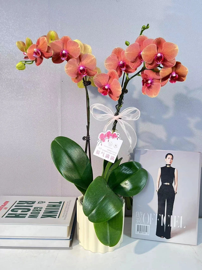 简香《金桔》蝴蝶兰三花剑艺术组盆鲜花摆设高端花卉