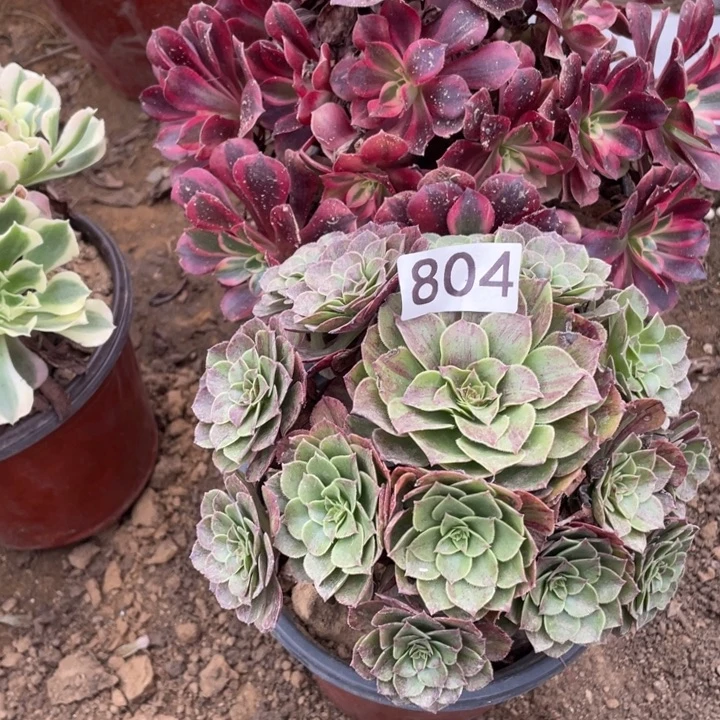 无花朵804多肉植物组合无售后