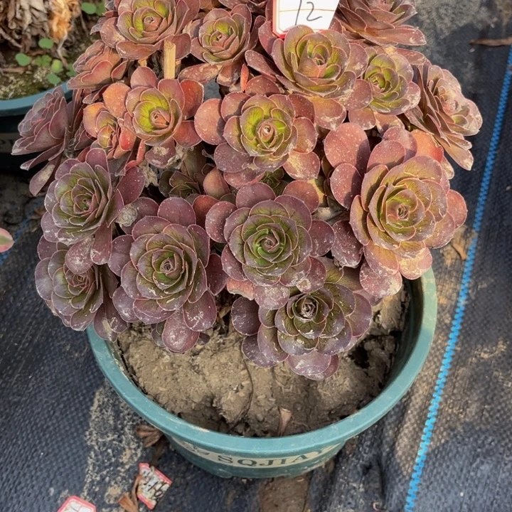 12多肉植物法师老庄