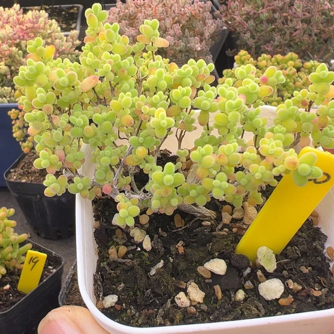 蜜橘糖球20号6.5cm盆